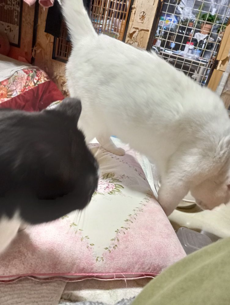 黒い猫のたまちゃんと、白猫のおゆきちゃん