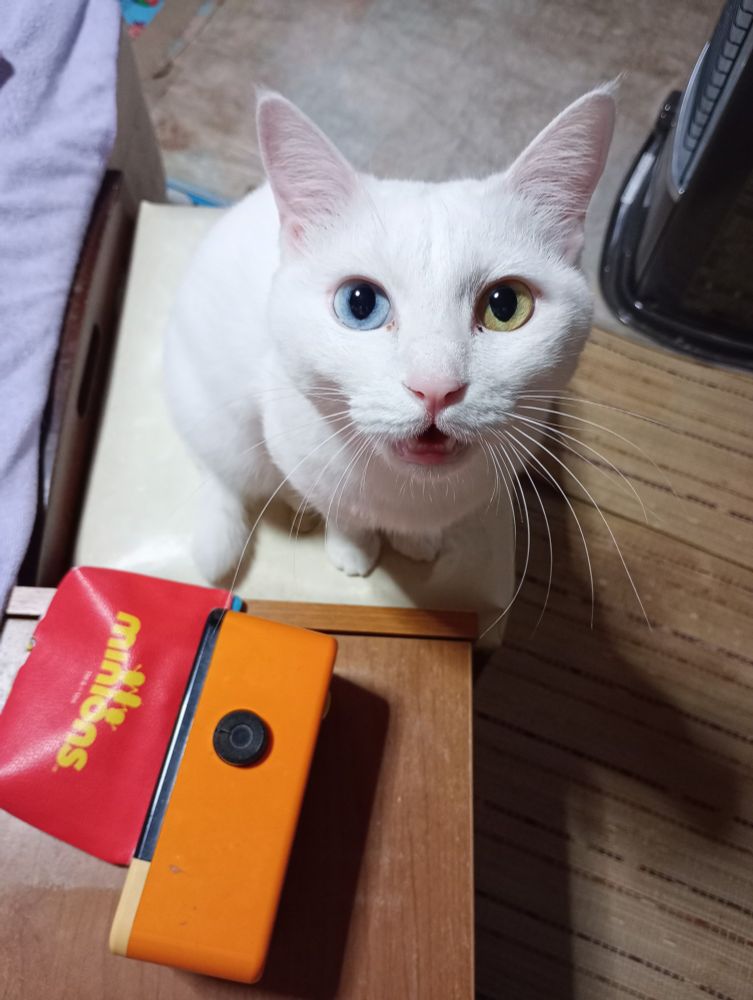 コッチ向いてなく白猫