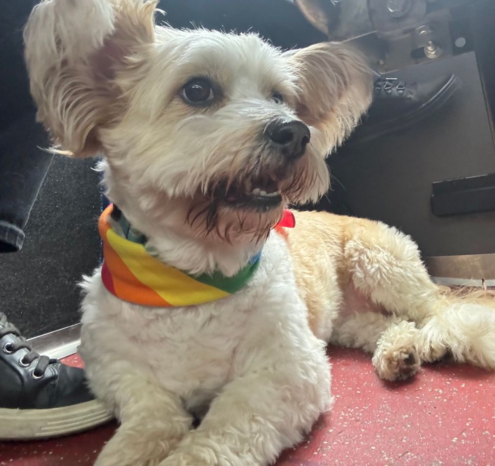 A photo of CM Balducci's dog, Angel, riding Metro Transit to Paws and Pride Dog Walk in Bellevue.
