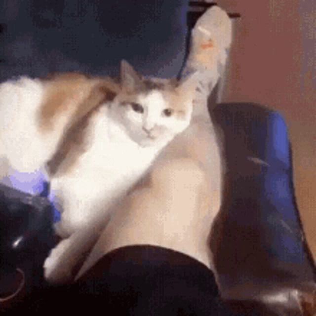 a cat is sitting on a person 's leg on a chair .