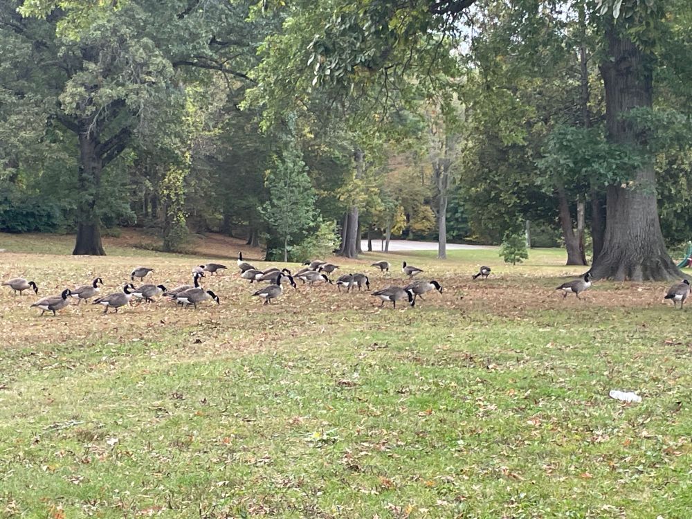 A shit ton more geese walking toward the ball field.