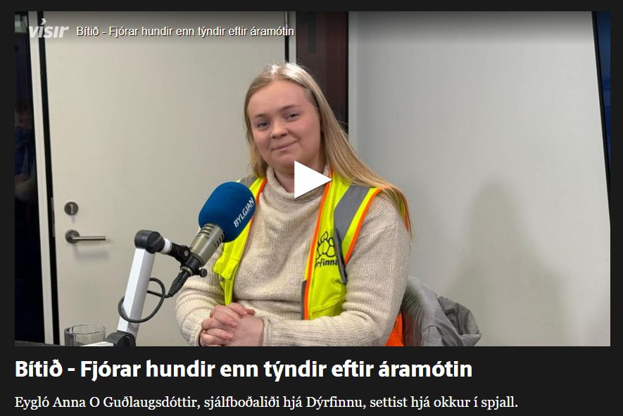 Skjáskot af Vísi. Myndskeið af viðtali úr Bítinu á Bylgjunni
Titill: Bítið - Fjórar hundir enn týndir eftir áramótin
Undirtitill: Eygló Anna O Guðlaugsdóttir, sjálfboðaliði hjá Dýrfinnu, settist hjá okkur í spjall.
Stiklan með myndbandinu er af ljóshærðri konu í gulu endurskinsvesti merktu Dýrfinnu. Konan situr við hljóðnema Bylgjunnar