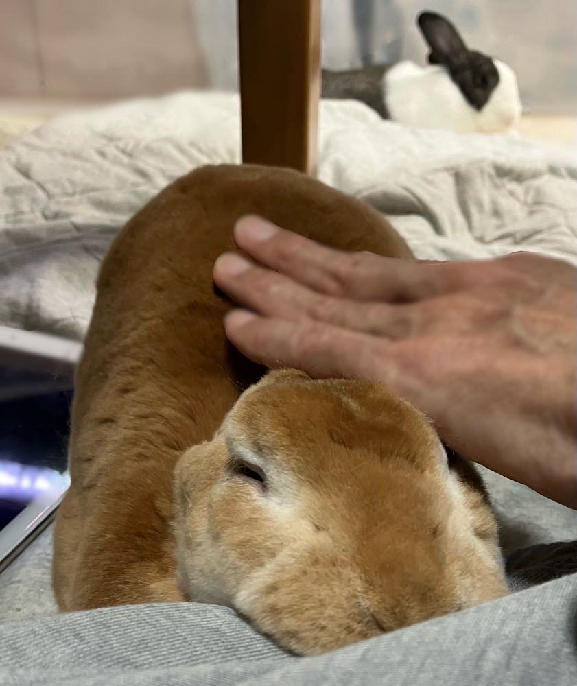 2匹のうさぎ。手前にスウェットを着た人に撫でられているうさぎ、奥に寝そべっているうさぎ