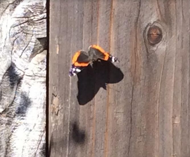 black and orange butterfly with white spots on its wing tips 
casting a shadow on a wooden fence