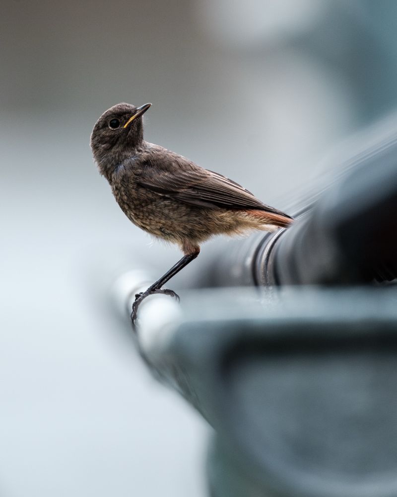 Junges Rotschwänzchen sitzt auf einer Regenrinne und blickt um sich. 