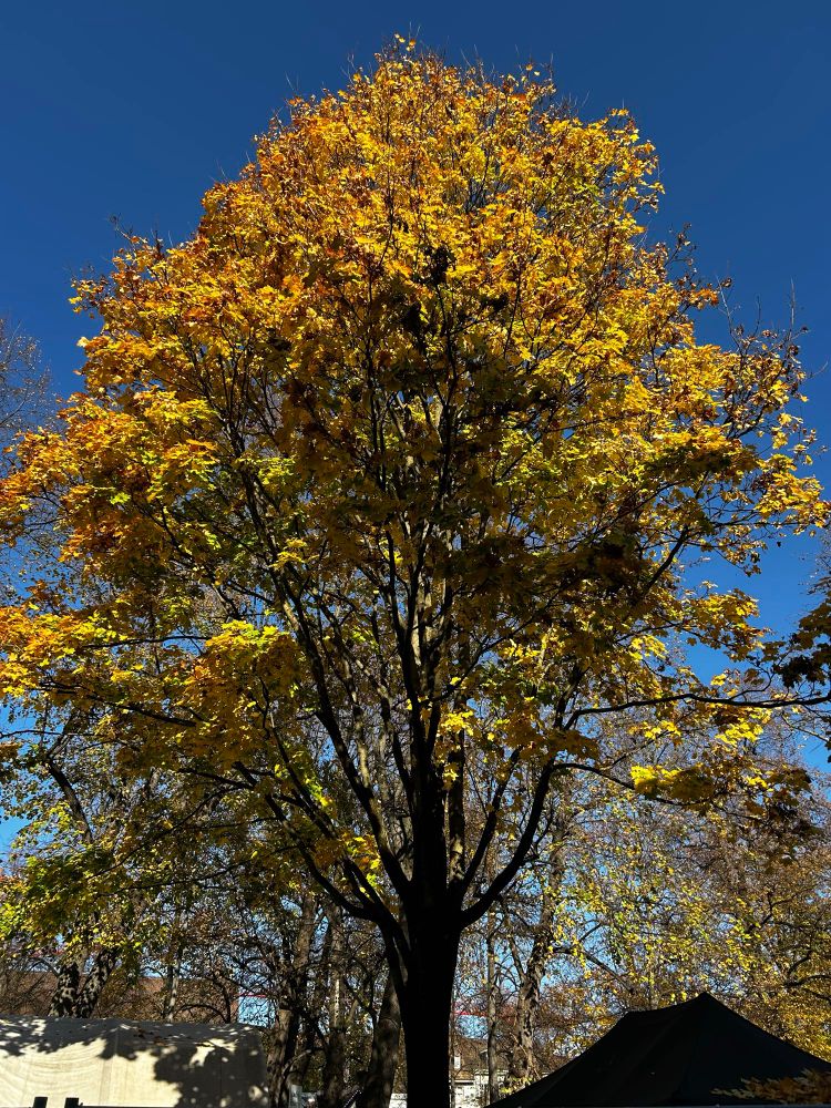 Herbstlich gefärbter Baum unter blauem Himmel. 