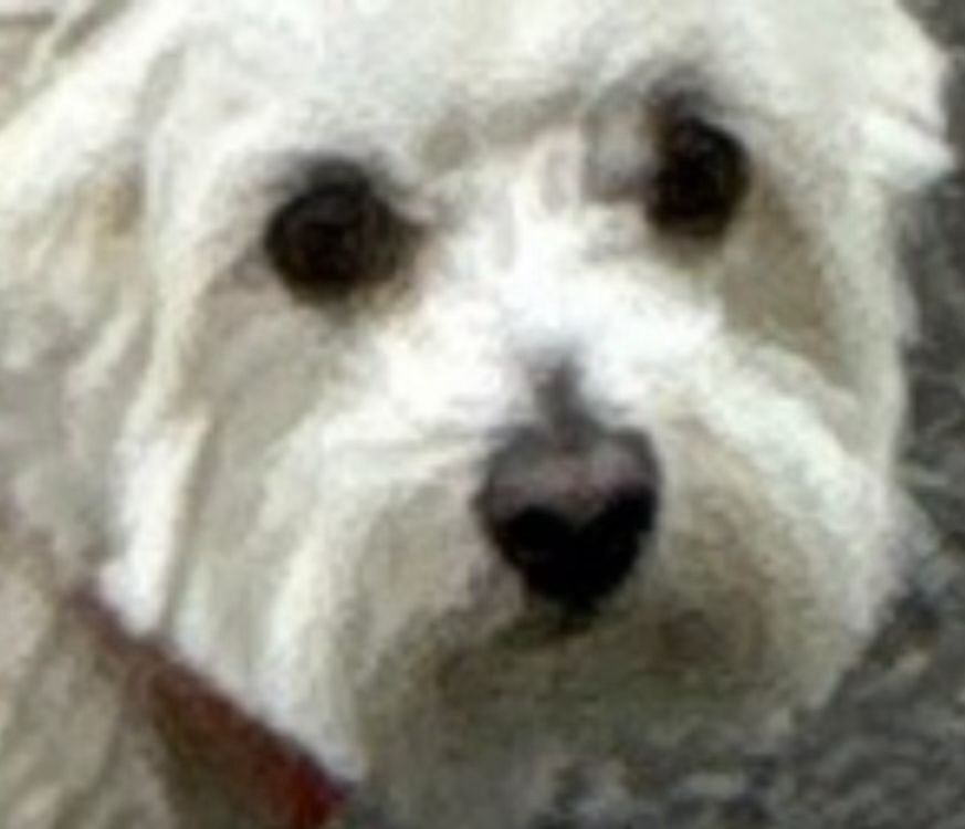 Chien qui  à l’air de juger son maître 