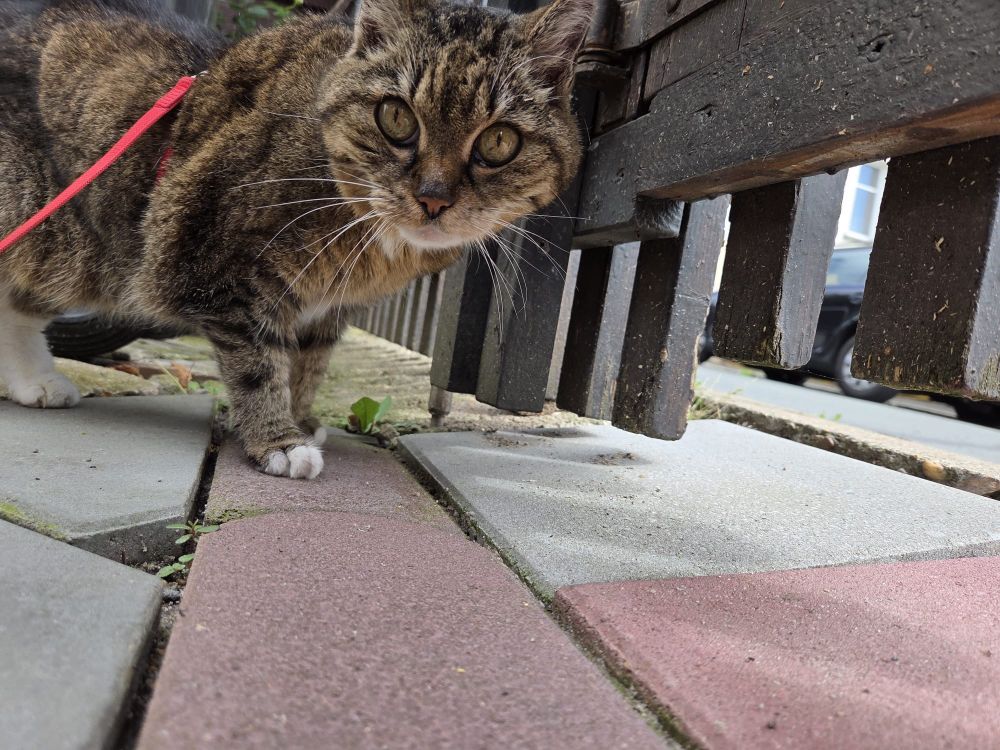 Cat looking into the camera 