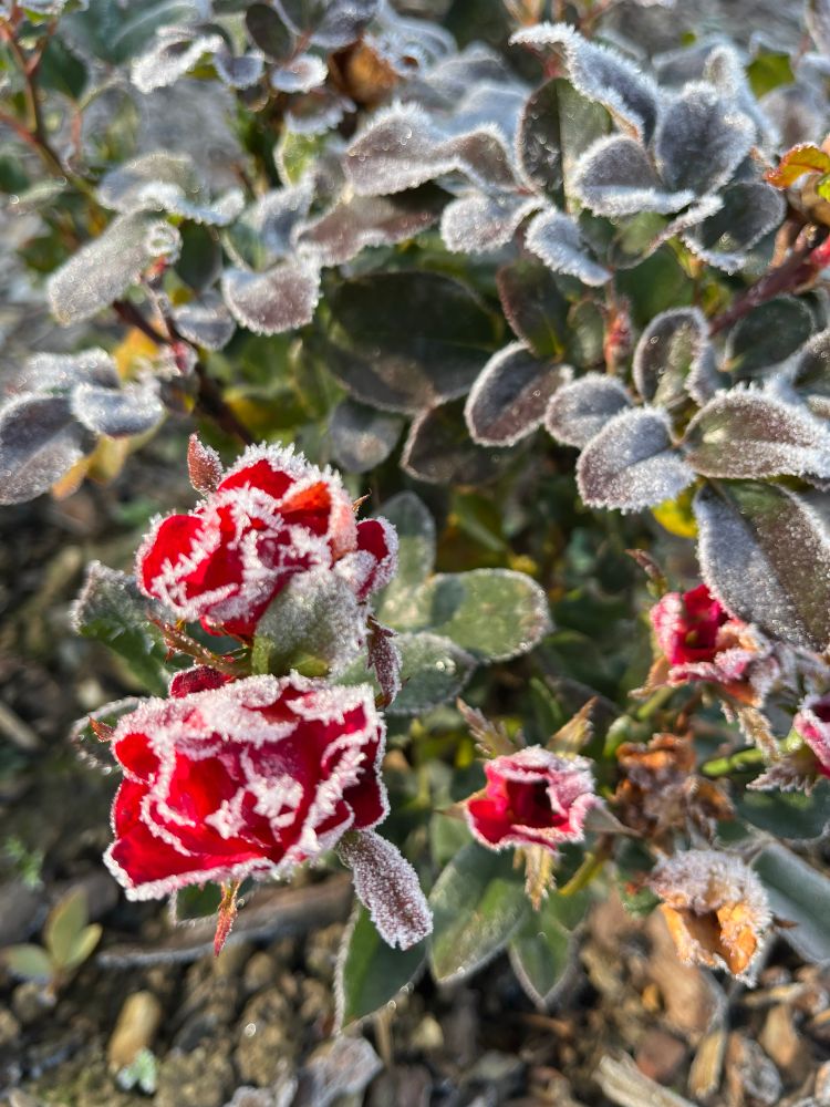 Eine rote Rose, deren Blüten umrandet sind von kleinen Eiskristallen des Frostes. Es sieht wunderschön aus. 
