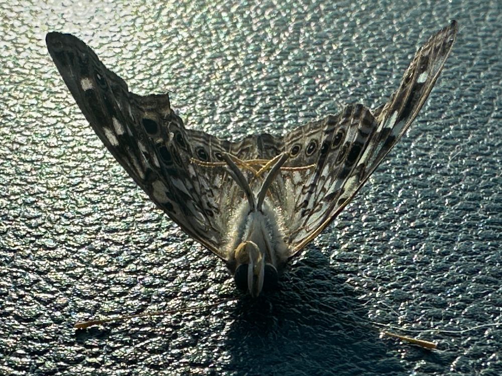 A photo of a dead moth on its back in the space between my back seat and the rear window. 