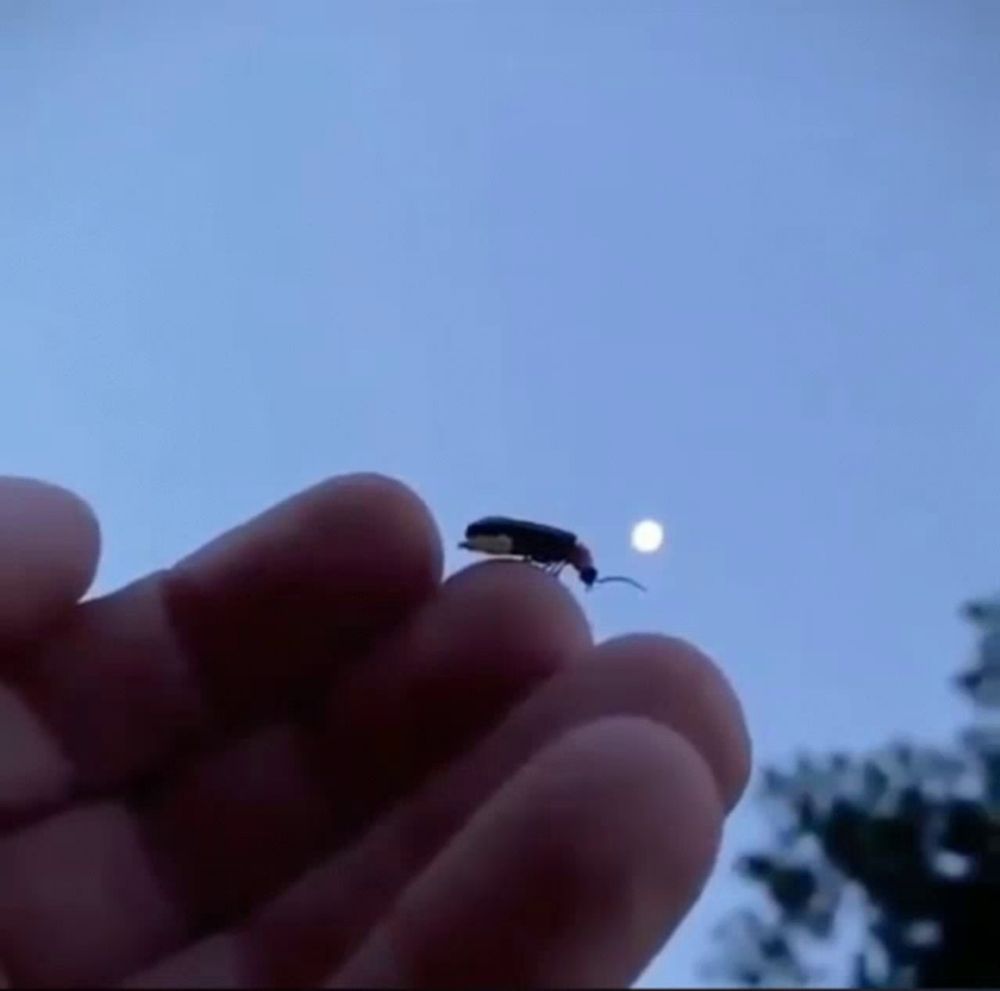 a bug is sitting on a person 's finger against a blue sky