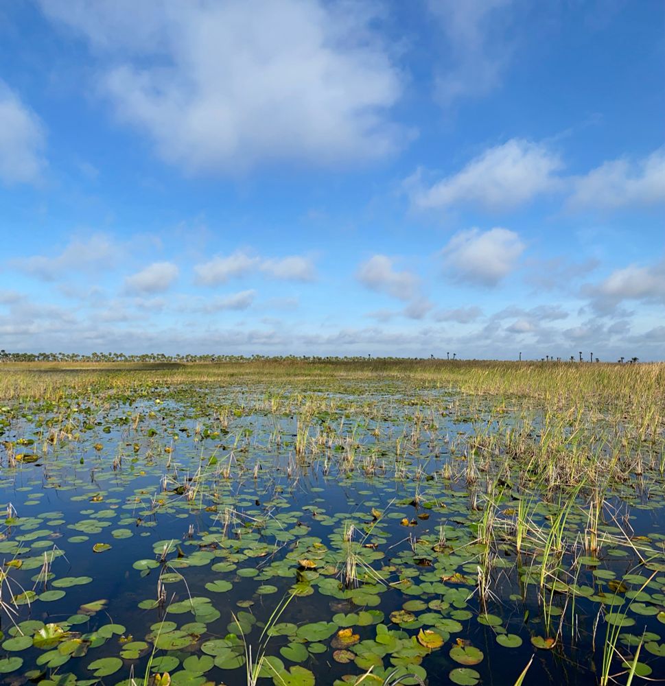 Picture of a wetland in central Florida with floating waterlilies and emergent cattails mixed with sawgrass