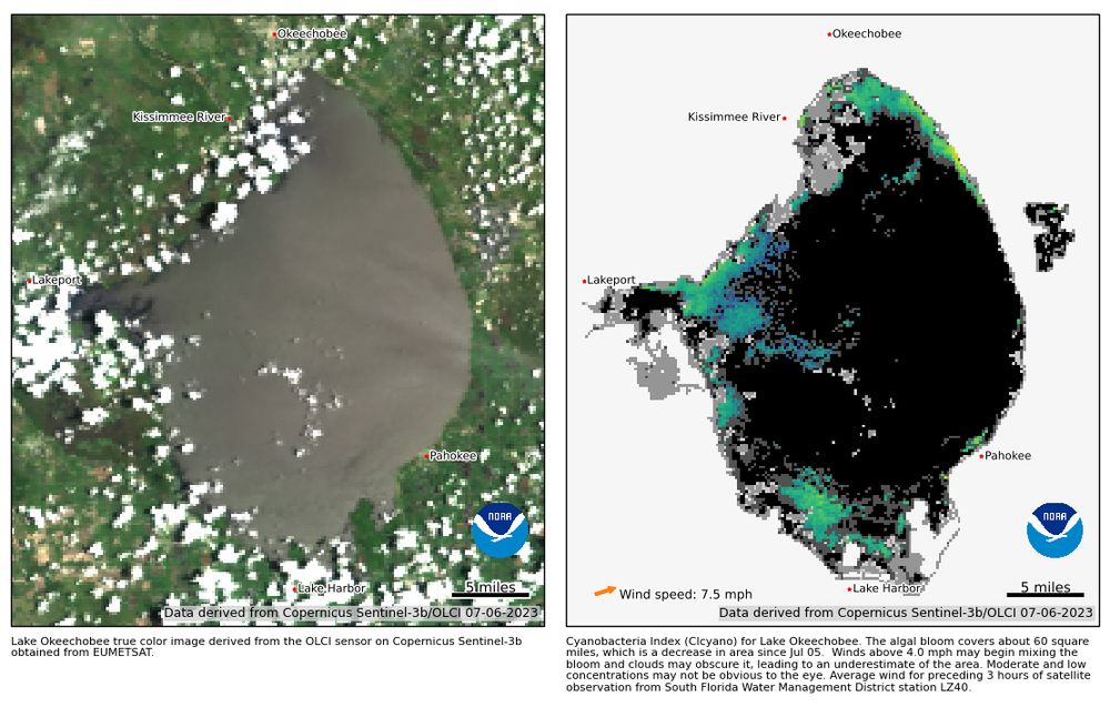Two images of Lake Okeechobee in Florida. On the left is a true color image from the OLCI satellite showing scattered clouds and clear center of the lake. The right image is a NOAA derived Cyanobacteria Index showing blues and greens around the north, west, and south shores indicating low to medium Cyanobacteria bloom potential. NOAA estimates the bloom covers 60 square miles, a decrease since July 5th. 
