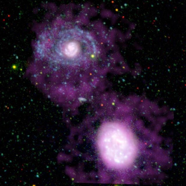 An ultraviolet image from NASA GALEX space telescope, showing two companion galaxies surrounded by purple swirls of cool hydrogen gas. 