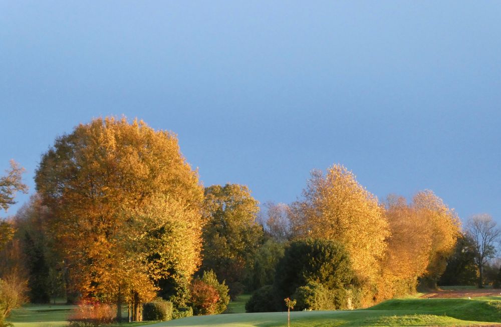 Arbres aux feuillages d’automne, la lumière rasante du matin donne une couleur jaune or aux feuilles…