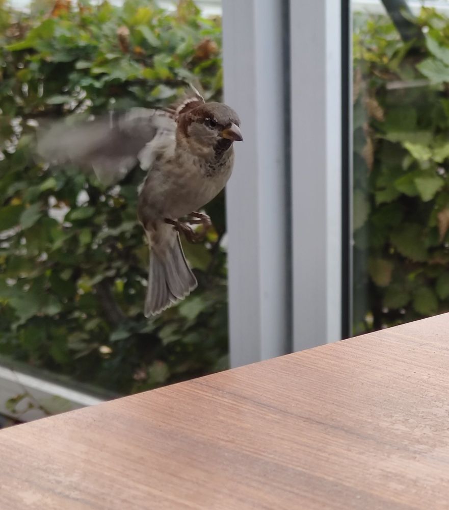 Kleiner brauner Vogel flattert im Anflug mit den Flügeln