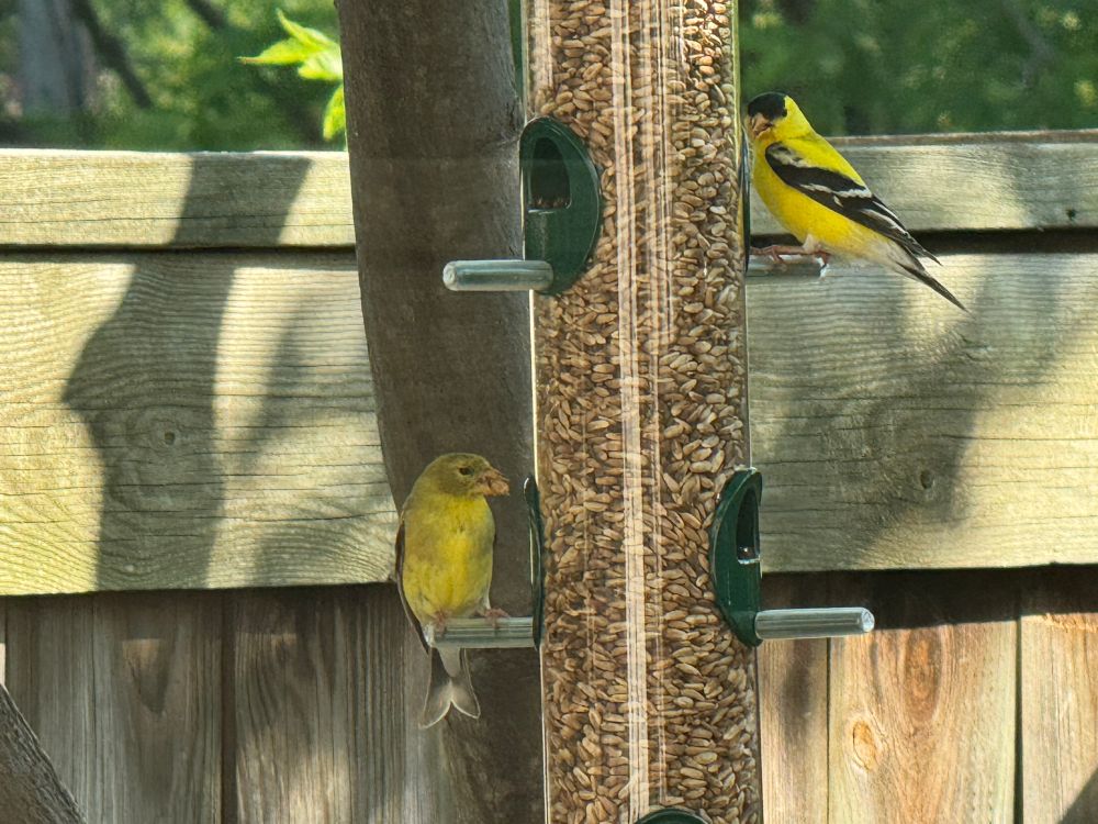 Two goldfinches at a bird feeder. 