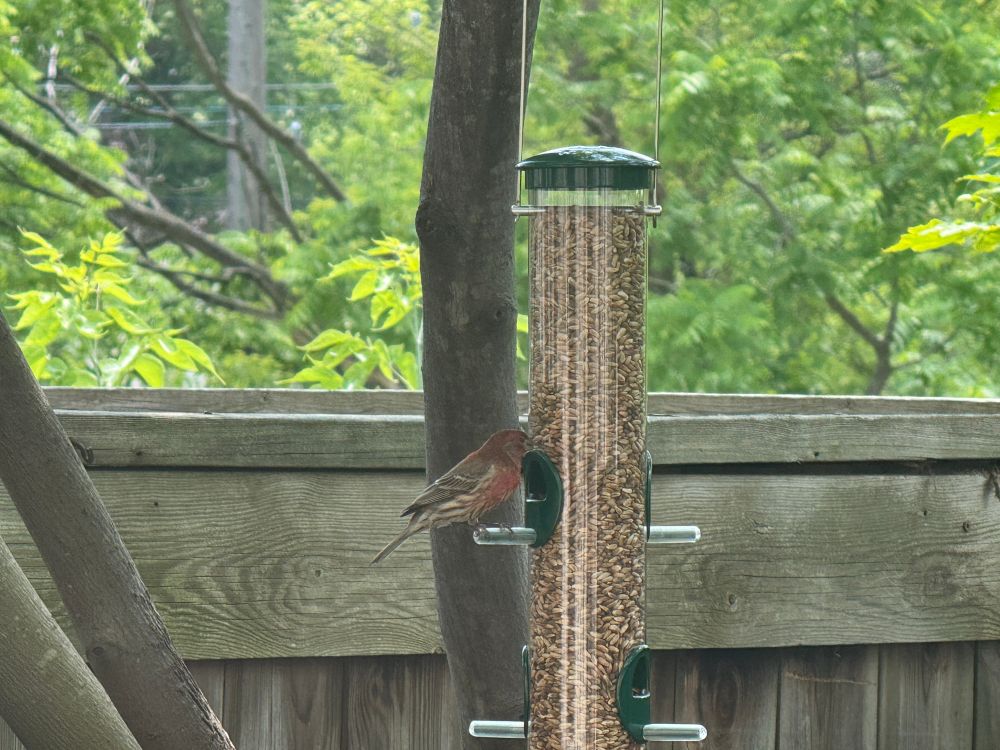 A bird at a feeder. 
