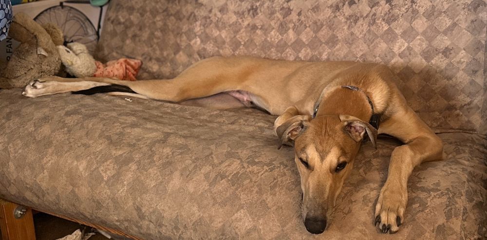 A tan greyhound puppy stretched out on a square patterned futon couch 