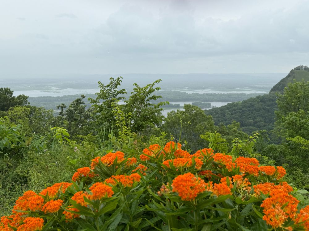 Expansive overlook of the Mississippi on a gray overcast rainy day. Dark cloud cover in the back, with the river far below. Bright orange wildflowers in the foreground.