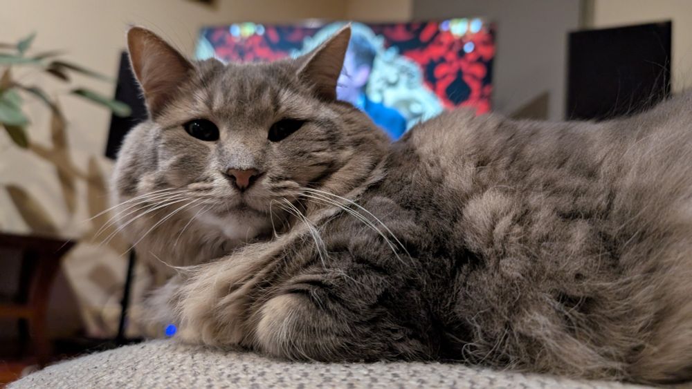 Misty stares down the phone, all fat kitty sat on her own paws. She looks kinda serious!