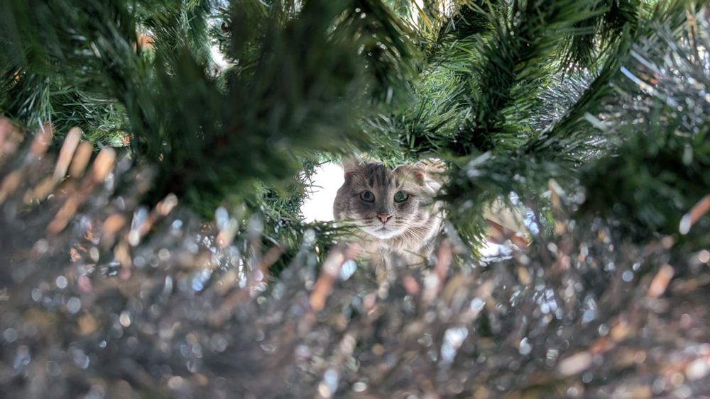 Misty, a soft fat grey tabby, seen through green fake Christmas tree branches and silver tinsel.