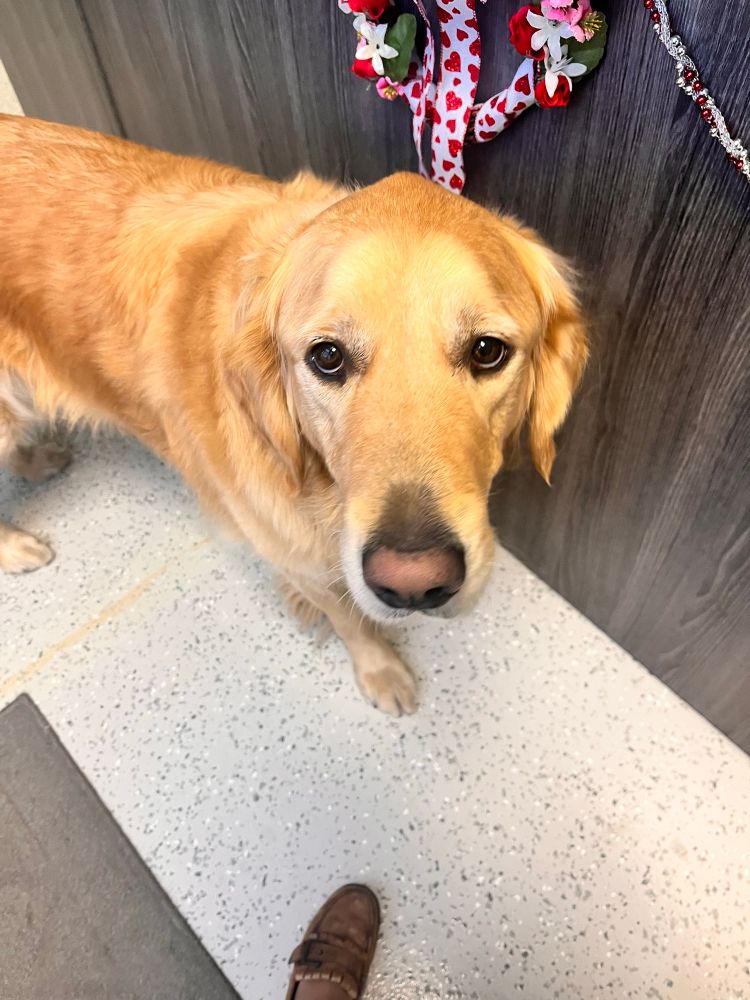 A golden retriever with a light pink and black nose looks up at the camera. A single brown leather shoe on the floor is also in the frame. 