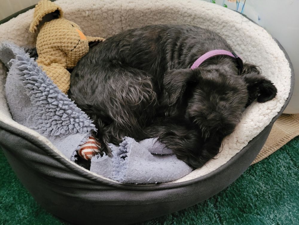 Lyra the black miniature schnauzer curled up in her dog bed with her stuffed rabbit friend keeping her bottom warm