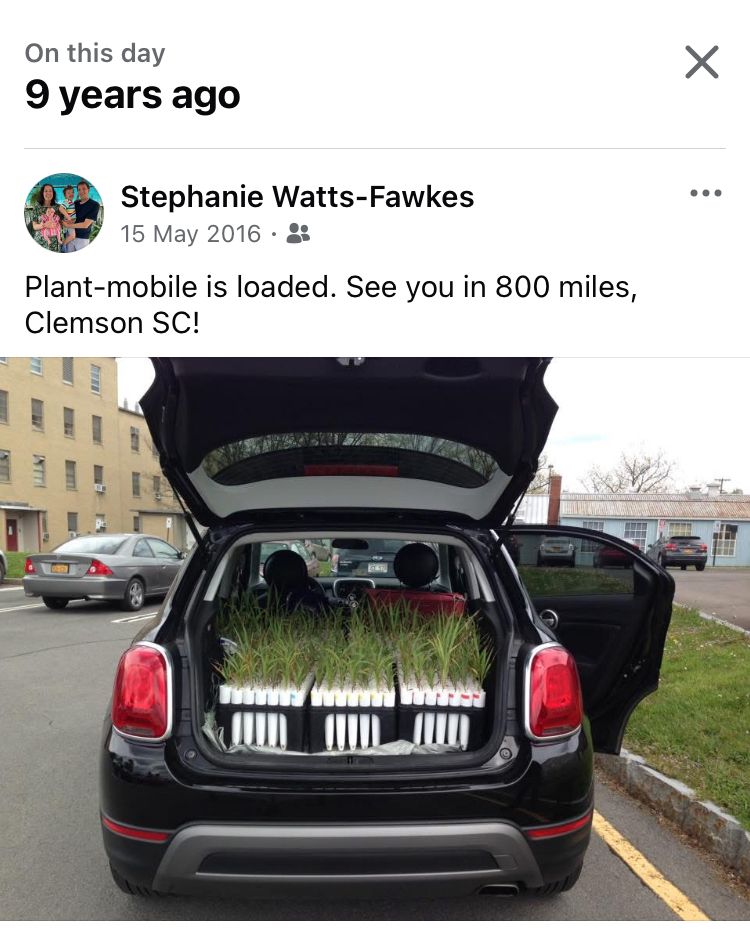 Screenshot from Facebook depicting a “memory” from 9 years ago of the boot of a car filled with plant seedlings. 