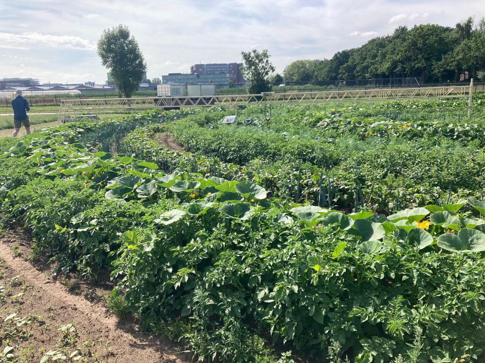 A spiral shaped intercrop strip
