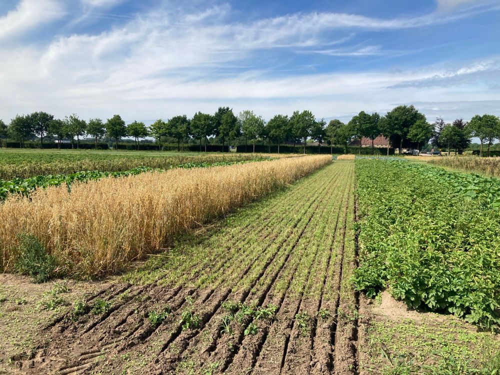 Strips of different crops in a field. 