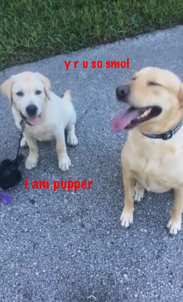 “y r u so smol” is in red text next to Baxter, a golden god of a dog with his eyes closed, and “i am pupper” is written underneath a soft fluffy more pale gold puppy on a leash, both sitting like proper sits on a path