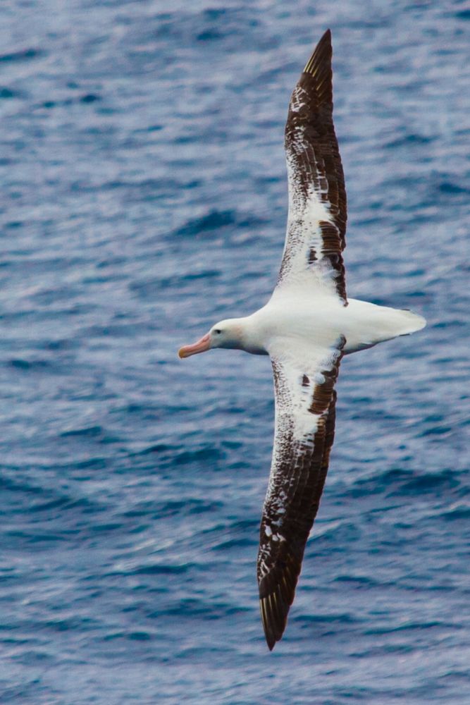 A wandering albatross soars across the sea.
