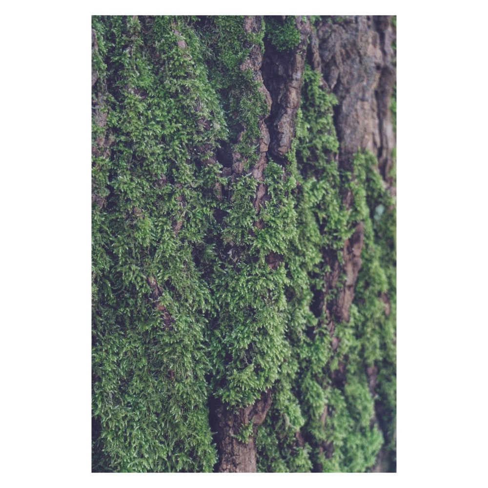 This is a close up photo of a big tree with fresh juicy moss on its bark. 
