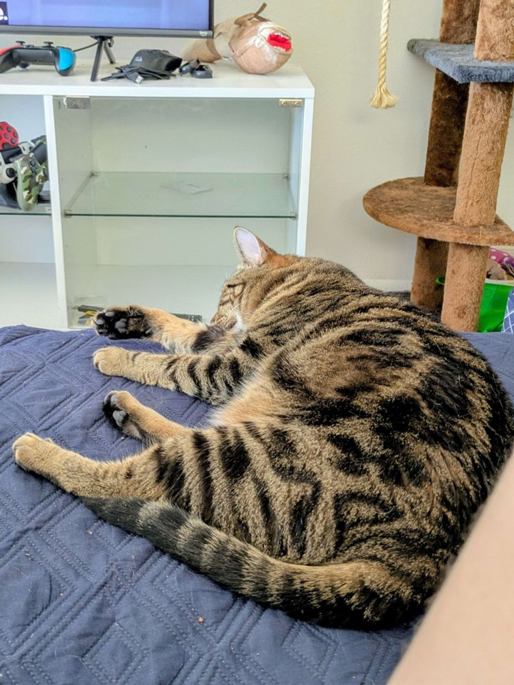 Grey and brown and black stripped tabby cat.