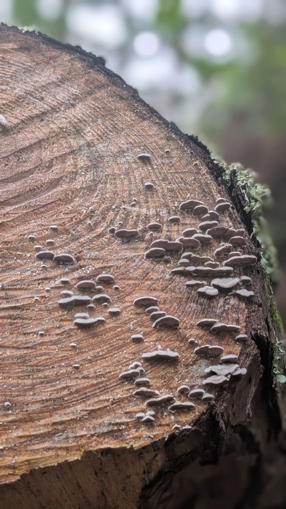 Close up of sawed log with mushrooms growing on the right side with blurry trees in the background. 