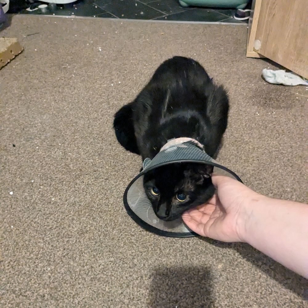 A black cat wearing a soft recovery cone, lying on a brown carpet. A hand gently holds the cat's face near the cone, providing comfort. In the background, a litter box and various household items are visible on a tiled floor. The cat looks alert and slightly nervous.