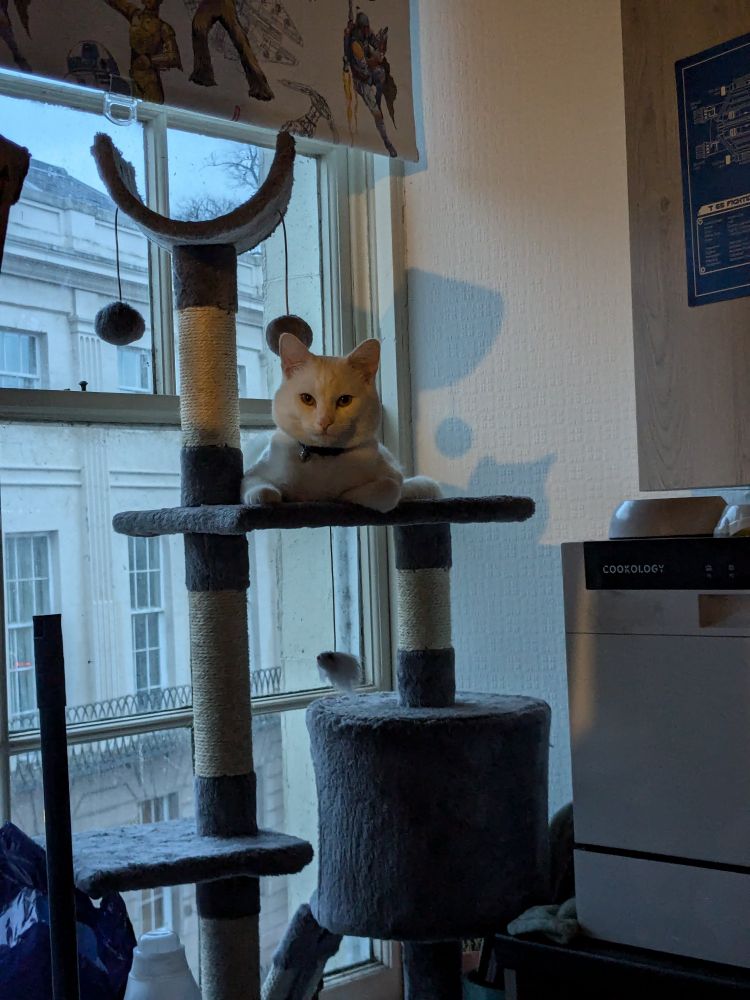 A white cat lounges at the top platform of a gray and beige cat tree, positioned near a window with a view of an exterior building. The cat looks directly at the camera with a calm expression. The window is partially covered by a blind featuring Star Wars-themed artwork. To the right, a white Cookology appliance is visible, and various household items are scattered nearby.