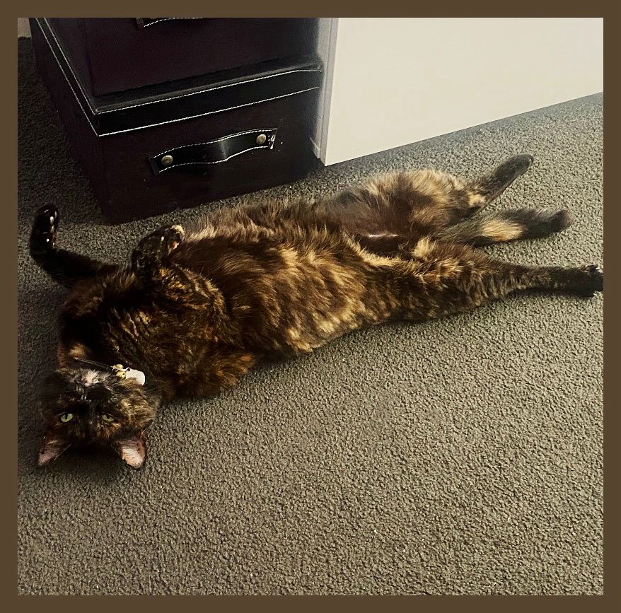 brown tortoise shell domestic shorthair cat reclining on her back and pretending to be adorable 
