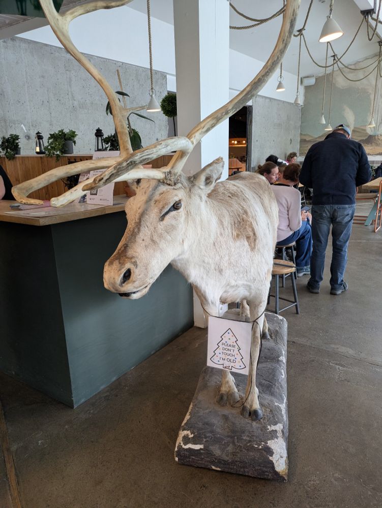 Preserved taxidermy reindeer in a tourist restaurant, with sign hanging round its neck.