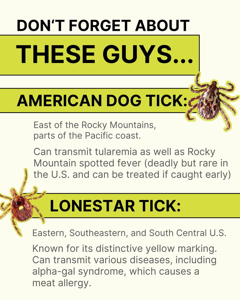 American dog tick and Lonestar tick. Text reads: DON‘T FORGET ABOUT THESE GUYS... American dog tick: East of the Rocky Mountains, parts of the Pacific coast. Can transmit tularemia as well as Rocky Mountain spotted fever (deadly but rare in the U.S. and can be treated if caught early) Lonestar tick: Eastern, Southeastern, and South Central U.S. Known for its distinctive yellow marking. Can transmit various diseases, including alpha-gal syndrome, which causes a meat allergy.