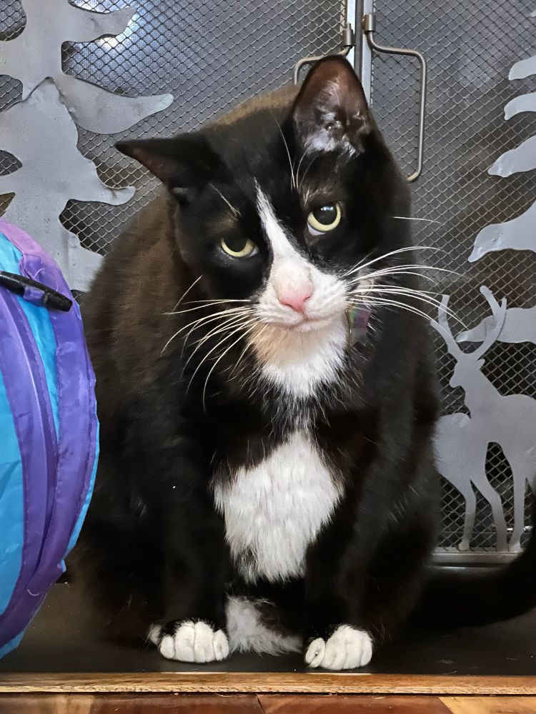 a fat tuxedo cat with a pink nose and big eyes