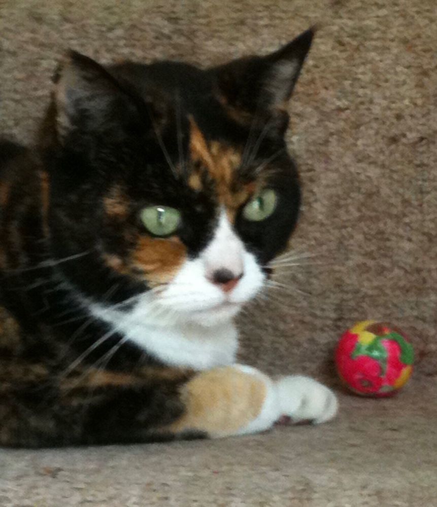 Cocoa the cat