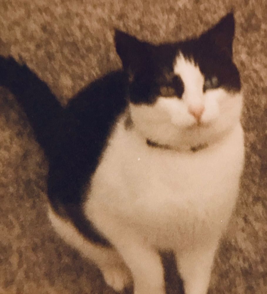 Dale the cat
