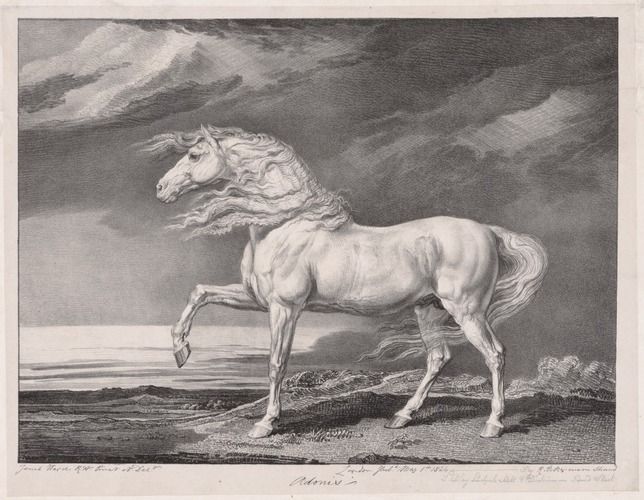 Fourteen Celebrated Horses:  Adonis