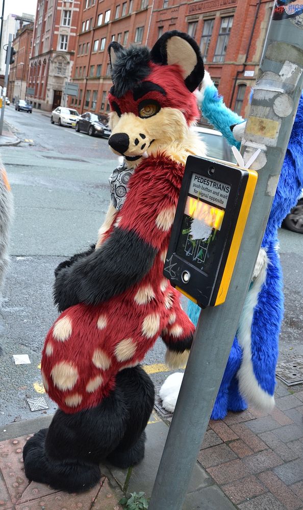 A predominantly red hyena fursuit waiting to cross the street in Manchester.