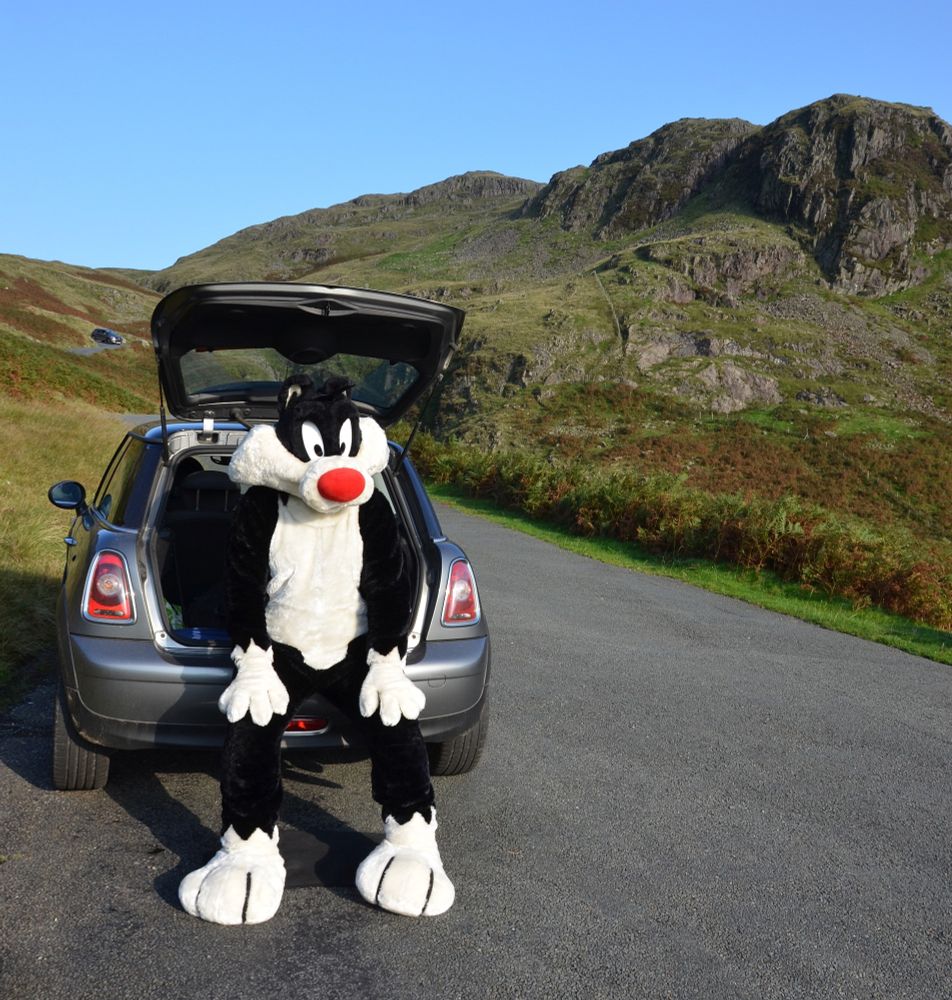 A fursuit based on Sylvester the cat sitting in the open boot of a Mini car with hillside scenery behind him.