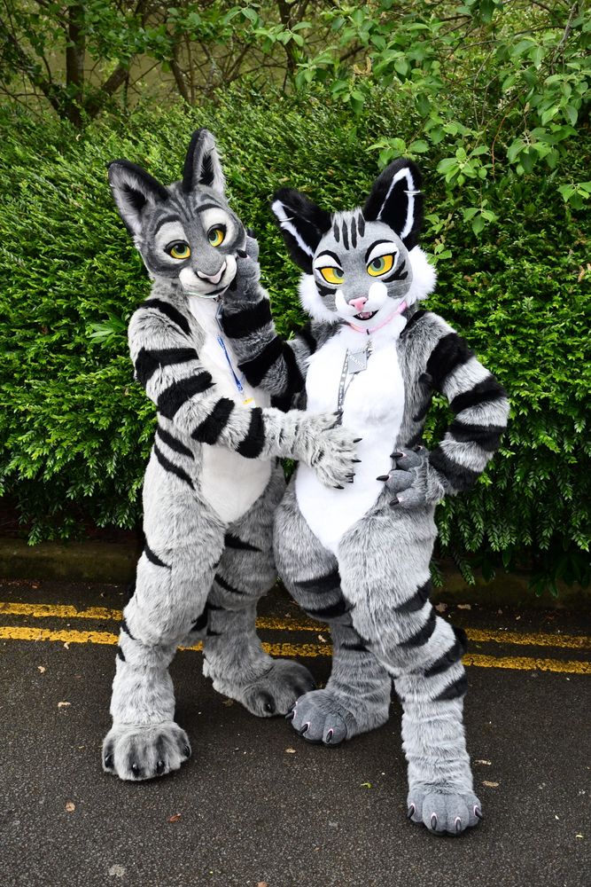 Two very similar tabby cat fursuits standing in front of some bushes.