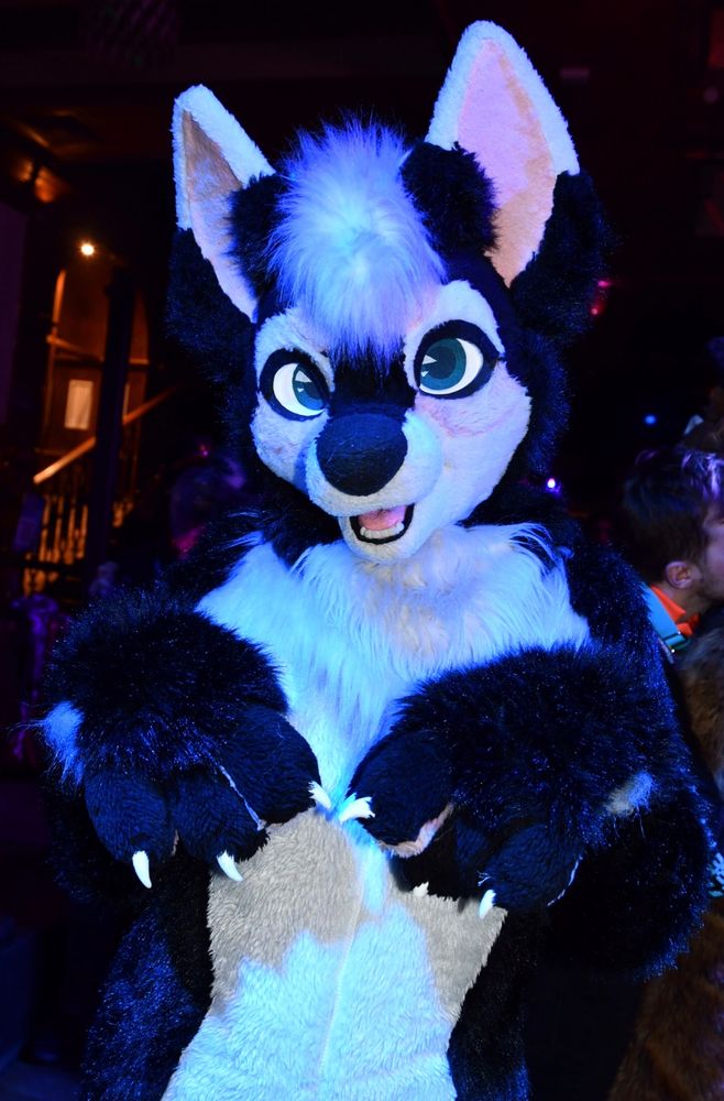 A closeup of a black and white canine fursuit in a nightclub environment illuminated by a blue glow.