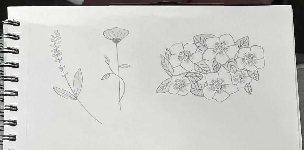 Pencil sketches of botanical illustrations incl. lavender, poppy, & phlox